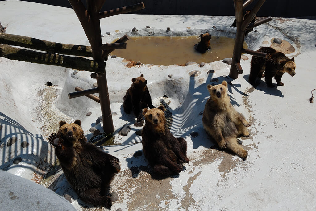 のぼりべつクマ牧場ってどんなところ？アクセスや料金、見どころを詳しく紹介 | 札幌観光バス