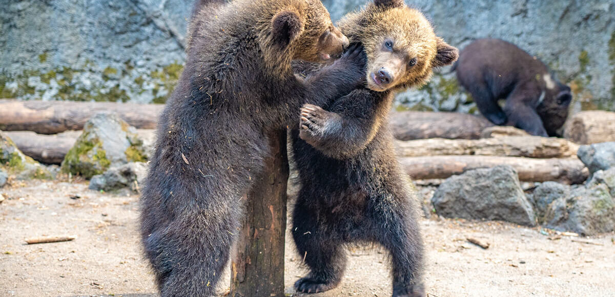 のぼりべつクマ牧場ってどんなところ？アクセスや料金、見どころを詳しく紹介 | 札幌観光バス