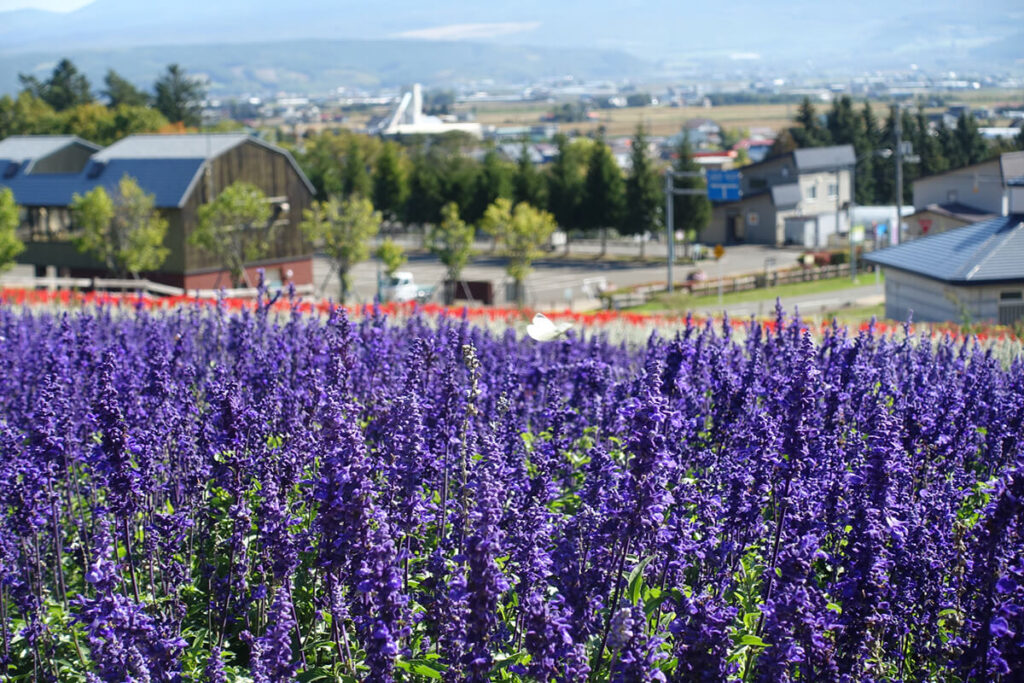 富良野のラベンダーの時期と訪れるべき絶景ラベンダー畑7選 | 札幌観光バス